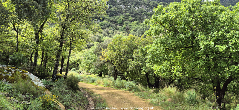 Sender Canuto de Risco Blanco, Parque Natural de los Alcornocales, Andaluc�a, Spain, Apr 2025 � Fraser Simpson