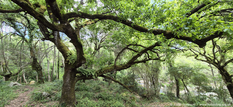 Oak woodland, Sender Canuto de Risco Blanci, Parque Natural de los Alcornocales, Andaluc�a, Spain, Apr 2025 � Fraser Simpson