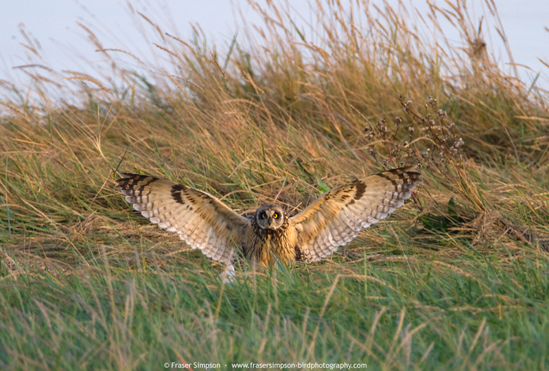 Short-eared Owl, Rainham Marshes � Fraser Simpson 2015