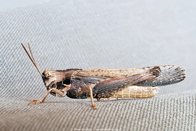 Shady Grasshopper (Morphacris fasciata)  Fraser Simpson