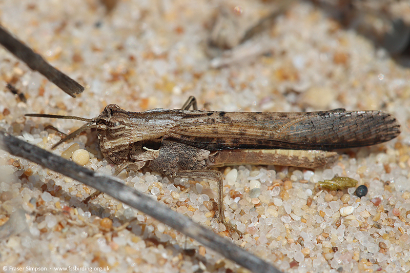 Shady Grasshopper (Morphacris fasciata) � Fraser Simpson