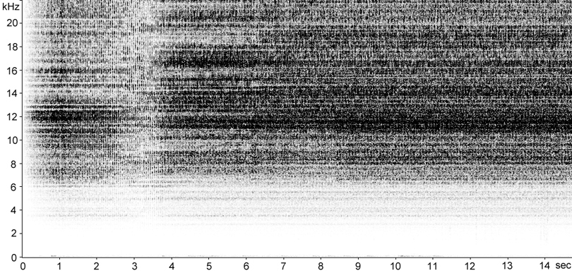 Sonogram of Short-winged Cone-head stridulation [shortwingedconehead117368capcut]