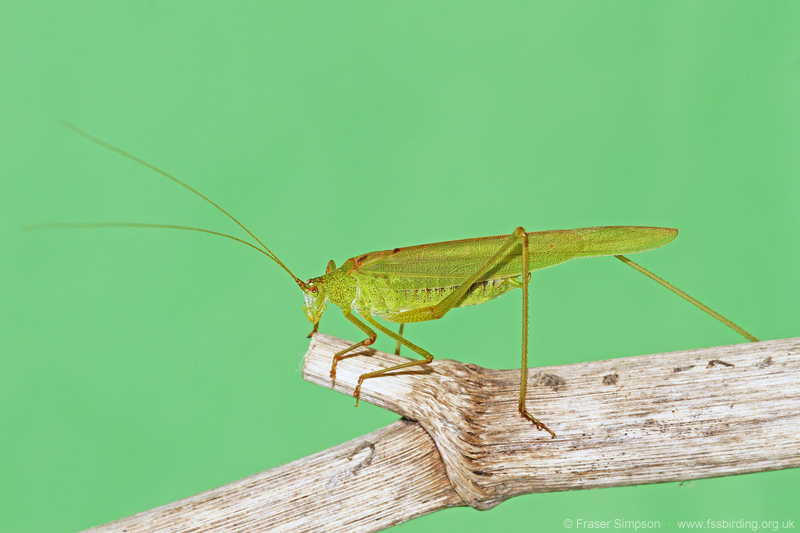 Sickle-bearing Bush-cricket (Phaneroptera falcata) © Fraser Simpson
