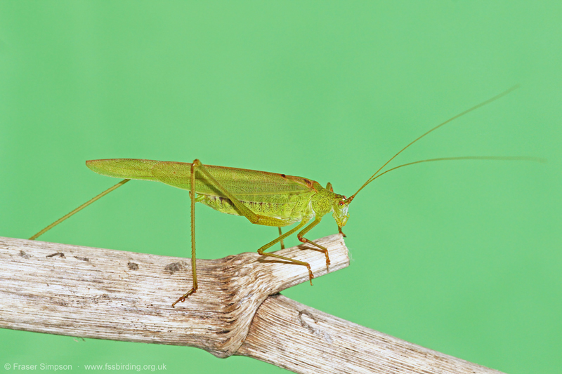Sickle-bearing Bush-cricket (Phaneroptera falcata) © Fraser Simpson