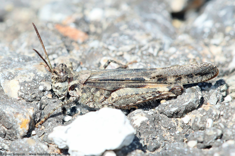 Slender Digging Grasshopper (Acrotylus patruelis) � Fraser Simpson