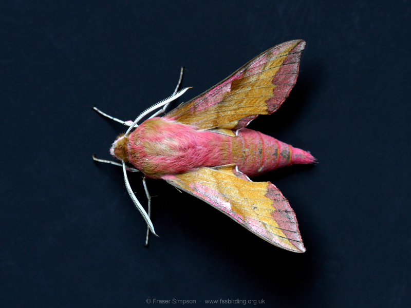 Elephant Hawk-moth (Deilephila elpenor) © Fraser Simpson