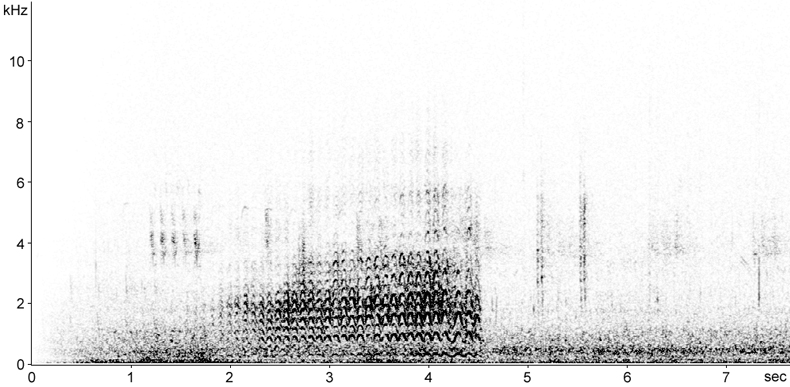 Sonogram of Snipe in drumming song flight display