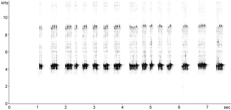 Sonogram of Southern Field Cricket (Two-spotted Field-cricket) song