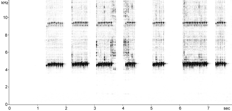Sonogram of Southern Field Cricket (Two-spotted Field-cricket) stridulation