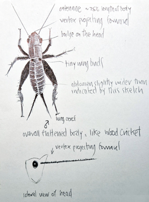 Field notebook sketch of male Spade-cricket sp. nymph (Sciobia sp.), Valle de Oj�n, C�diz, Andaluc�a, Spain, Apr 2024