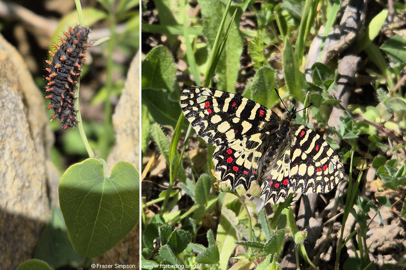 Spanish Festoon (Zerynthia rumina), larva on Andlaucian Dutchman's Pipe (Aristolochia baetica), Cabo de Gracia, Andalucia, Spain � Fraser Simpson