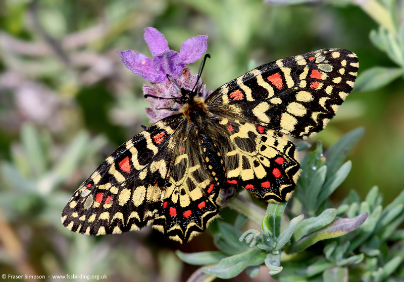 Spanish Festoon (Zerynthia rumina) � Fraser Simpson