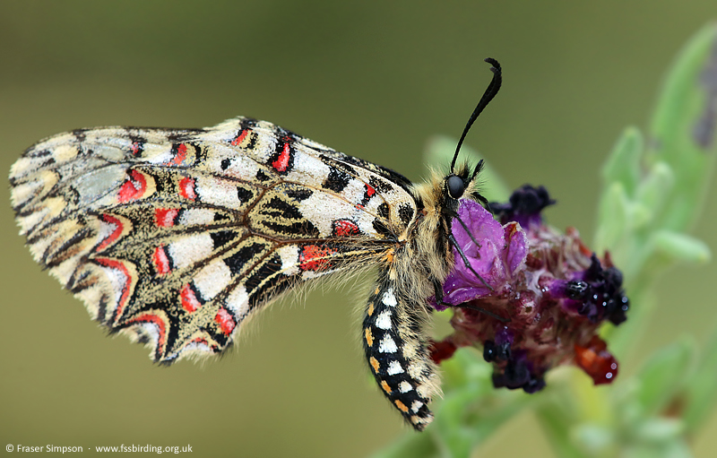 Spanish Festoon (Zerynthia rumina) � Fraser Simpson