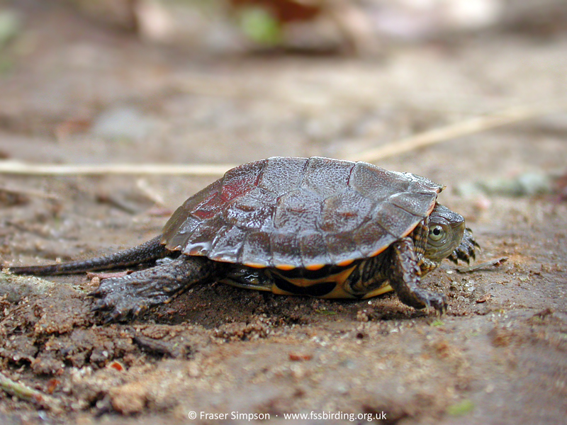 Spanish Pond Turtle/Mediterranean Turtle (Mauremys leprosa), Valle de Oj�n, Andaluc�a, Spain, April 2005 � Fraser Simpson