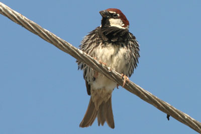 Spanish Sparrow, Lake Kerkini  2005  F. S. Simpson