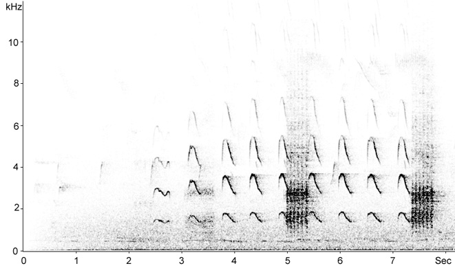 Sonogram of Eurasian Sparrowhawk calls