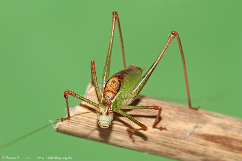 Speckled Bush-cricket (Leptophyes punctatissima) © Fraser Simpson