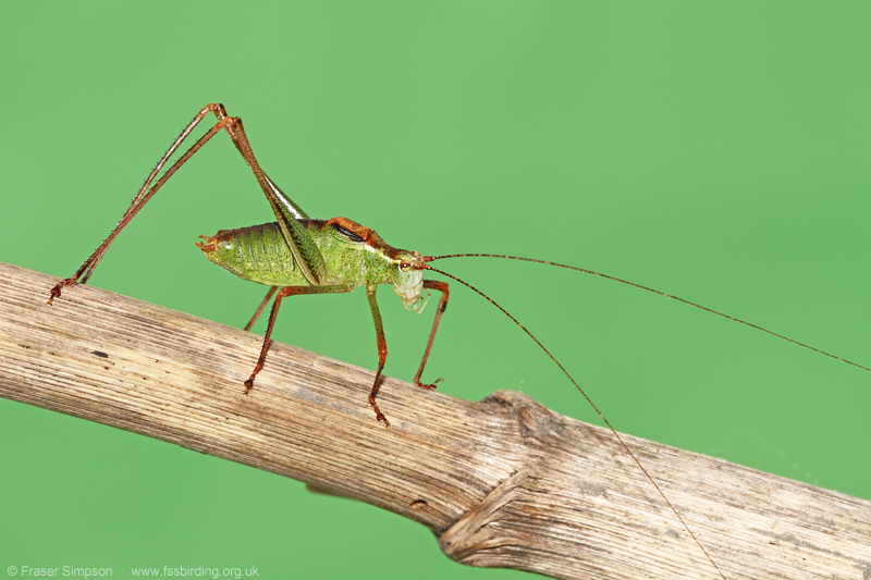 Speckled Bush-cricket (Leptophyes punctatissima) © Fraser Simpson