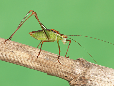 Speckled Bush-cricket (Leptophyes punctatissima) - male � Fraser Simpson