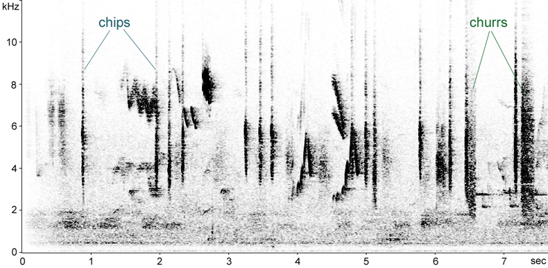 Sonogram of Spotted Flycatcher alarm calls