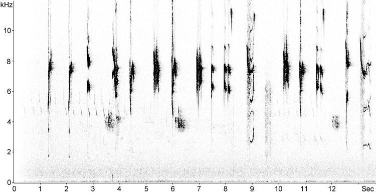 Sonogram of Spotted Flycatcher song