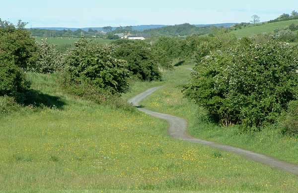 Point 6. View along the line from Springside: warblers, Tree Sparrow, Linnet, Oystercather. (Knockentiber-Springside disused railway line) © Fraser Simpson