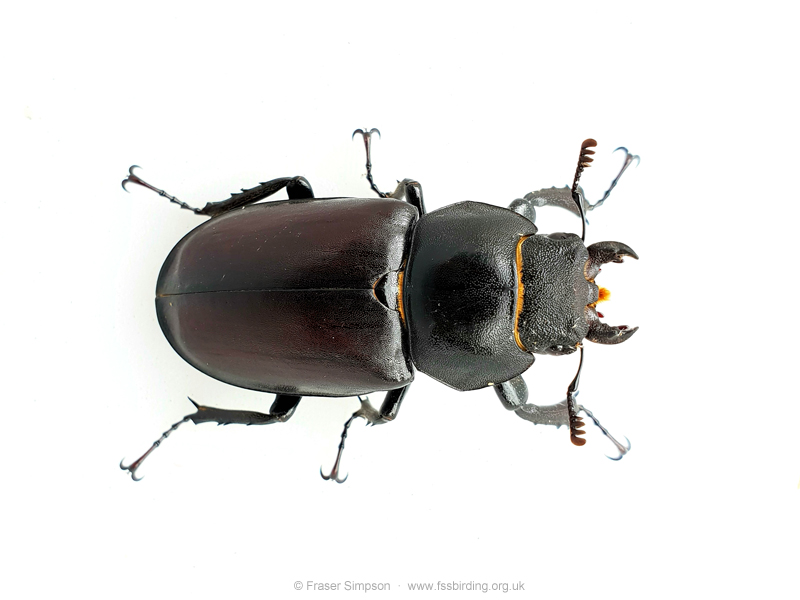 Stag Beetle (Lucanus cervus) © Fraser Simpson