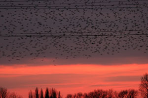 Starling Roost at Seventy Acres Lake �Fraser Simpson