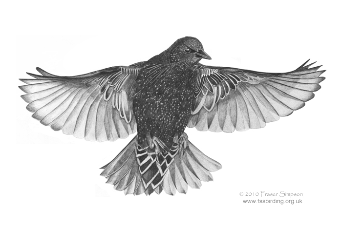 European Starling drawing © Fraser Simpson