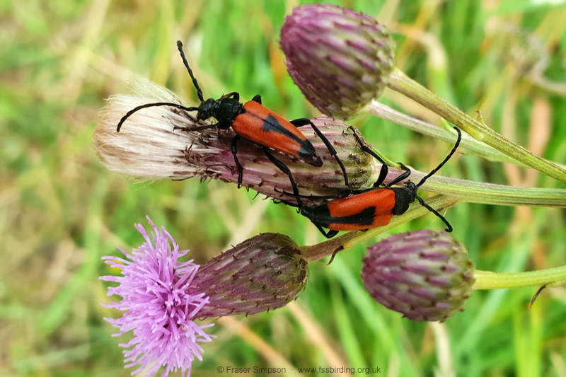 Heart Longhorn Beetle (Stictoleptura cordigera) © Fraser Simpson