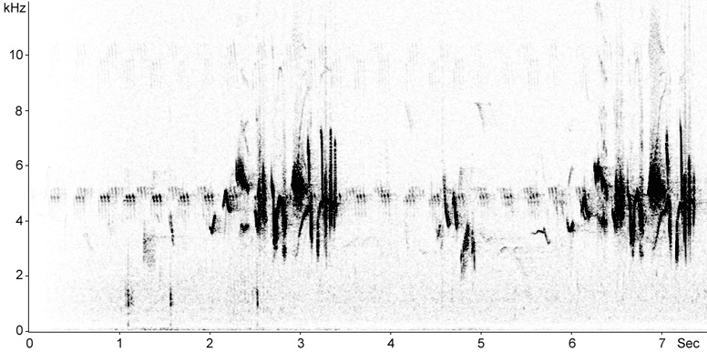 Sonogram of Stonechat song
