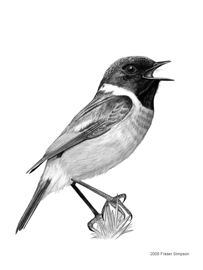 Stonechat drawing © Fraser Simpson