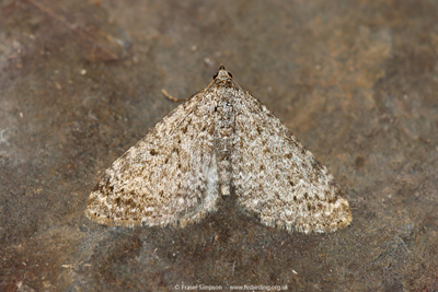 Yellow-barred Longhorn (Nemophora degeerella) � Fraser Simpson