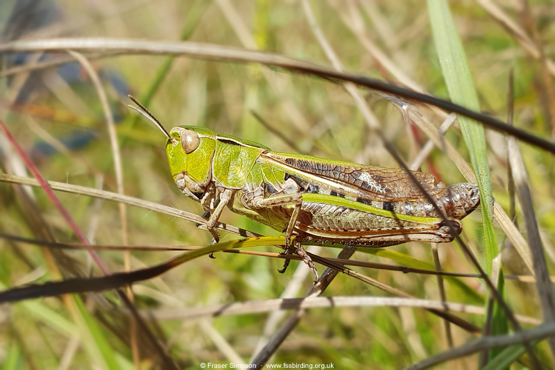 Stripe-winged Grasshopper (Stenobothrus lineatus) © Fraser Simpson