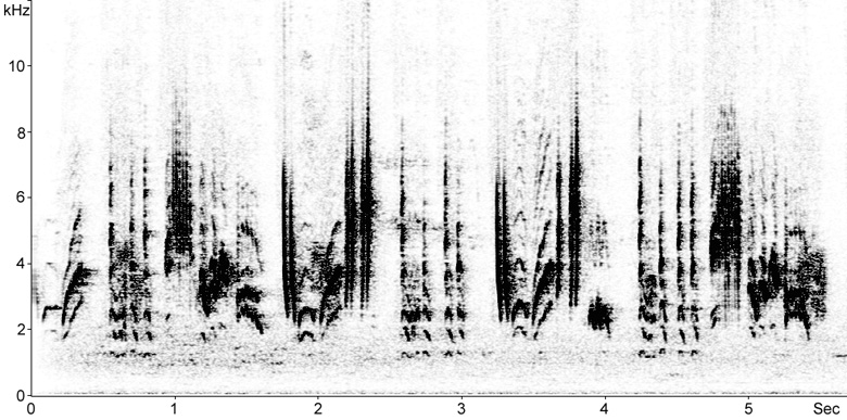 Sonogram of Western Subalpine Warbler song