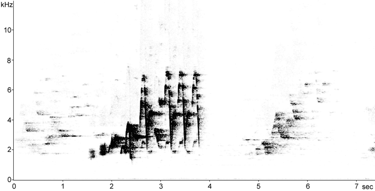 Sonogram of Song Sparrow song