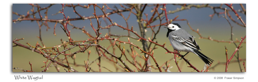 White Wagtail © 2008 Fraser Simpson