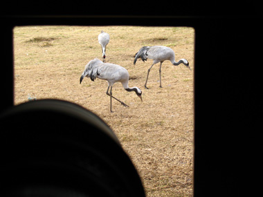 View from inside the Crane photo hide © 2008 Fraser Simpson