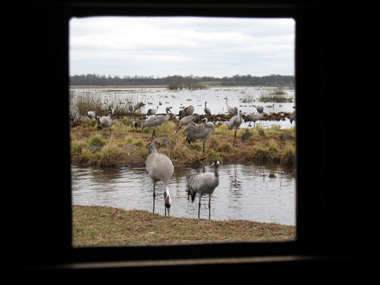 View from inside the Crane photo hide © 2008 Fraser Simpson