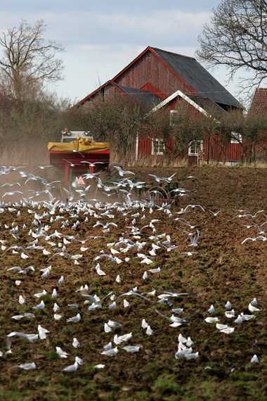 Black-headed Gulls following the plough © 2008 Fraser Simpson
