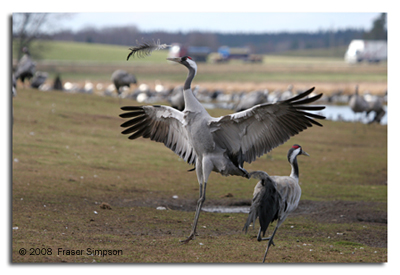 Crane dancing with a feather © 2008 Fraser Simpson