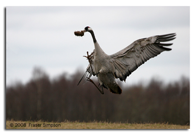 Crane dancing with lump of turf © 2008 Fraser Simpson
