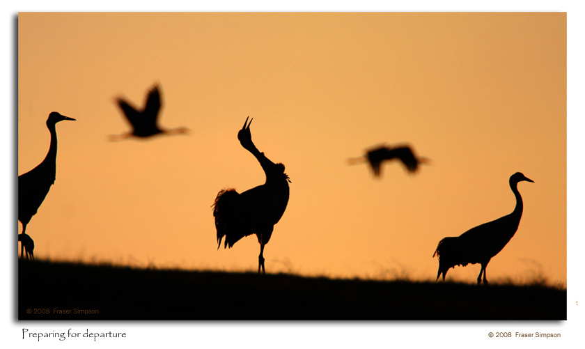 Dusk flight of Cranes © 2008 Fraser Simpson