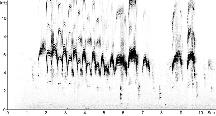 Sonogram of Common Swift calls