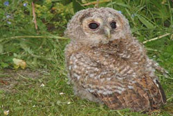 Tawny Owl fledgeling