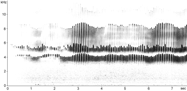 Sonogram of Temminck's Stint song