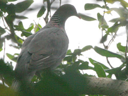 Bolle's Pigeon (Columba bollii)