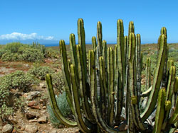Cactus Spurge (Euphobia canariensis)