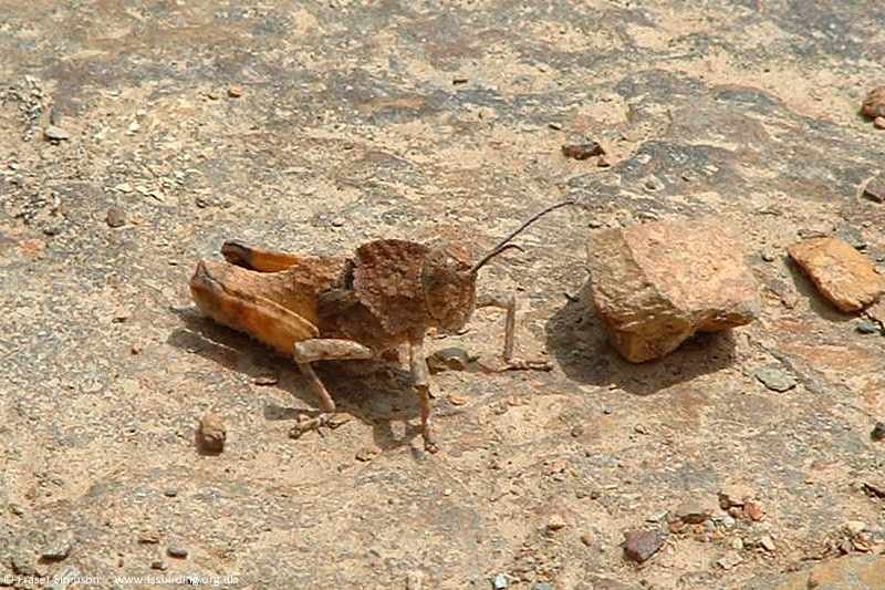 Thick-necked Stone Grasshopper (Ocnerodes prosternalis), Monfrag�e, Extremadura, Spain, May 2002 � Fraser Simpson