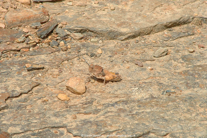 Thick-necked Stone Grasshopper (Ocnerodes prosternalis), Monfrag�e, Extremadura, Spain, May 2002 � Fraser Simpson